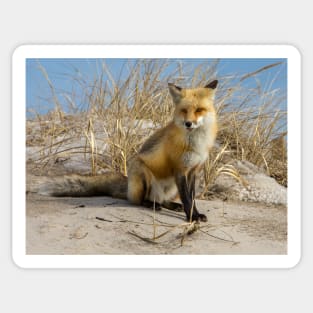 Red Fox 2 Sticker